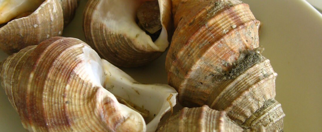 Street Food: Grilled Conch(소라) Story