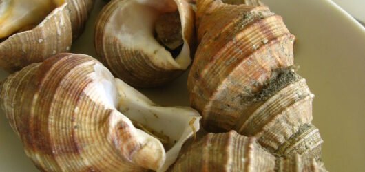 Street Food: Grilled Conch(소라) Story